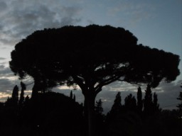 TN_SAM_5012_pinone nero.JPG